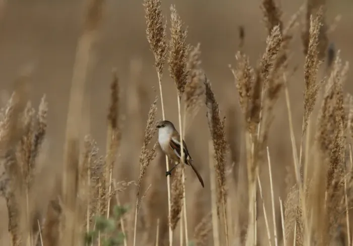 Framed Print : Female Beared Tit on reeds, Minsmere Suffolk