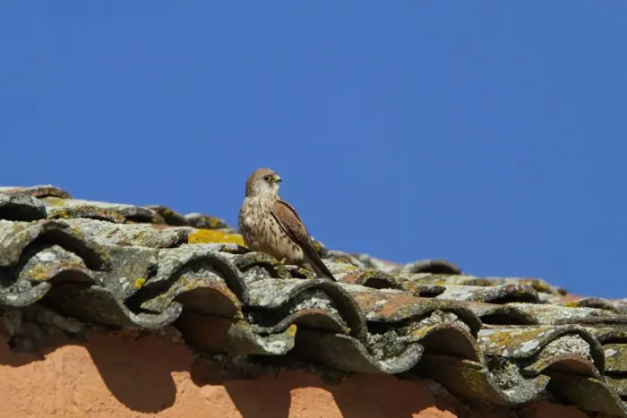 Framed Print : Female Lesser Kestrel on nesting roof of the bullring at Trujillo, Extremadura Spain