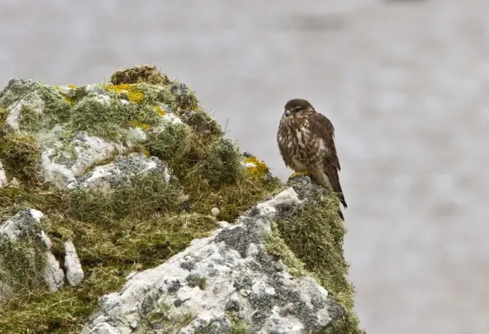 Framed Print : Female Merlin on lichen rock on the Scotish island of Islay Framed Print : Female Merlin on lichen rock on the Scotish island of Islay