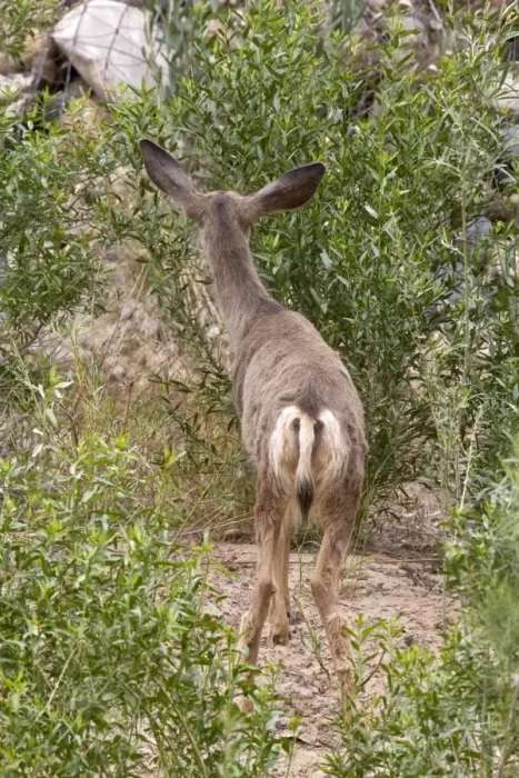 Framed Print : Female Mule Deer showing the characteristic large ears and black tip to white tail. Utah, America Framed Print : Female Mule Deer showing the characteristic large ears and black tip to white tail. Utah, America