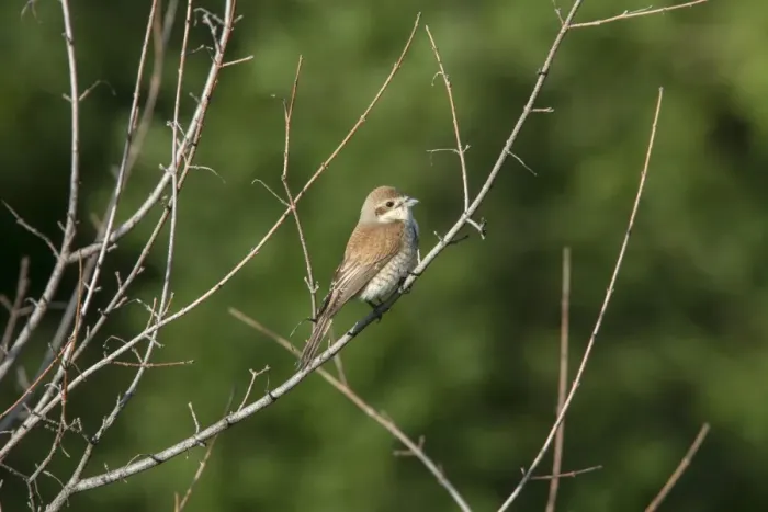 Framed Print : Female Red backed Shrike - Bulgaria Framed Print : Female Red backed Shrike - Bulgaria