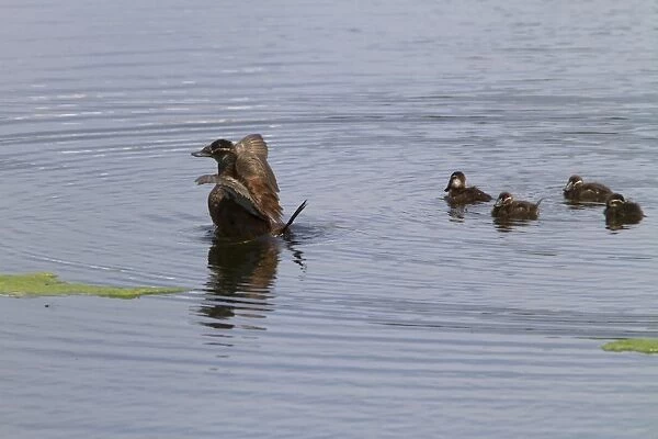 Female White headed Duck with ducklings - Coto Donana Spain