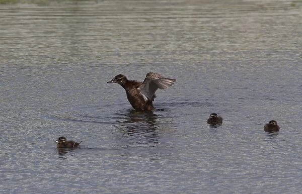 Female White headed Duck with ducklings - Coto Donana Spain