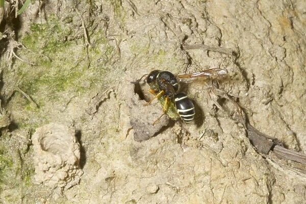 Fen Mason Wasp (Odynerus simillimus) adult, taking prey to nest chamber, Sutton Fen RSPB Reserve, The Broads, Norfolk