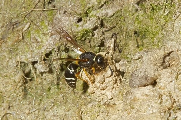 Fen Mason Wasp (Odynerus simillimus) adult, dismantling chimney entrance to seal chamber, Sutton Fen RSPB Reserve