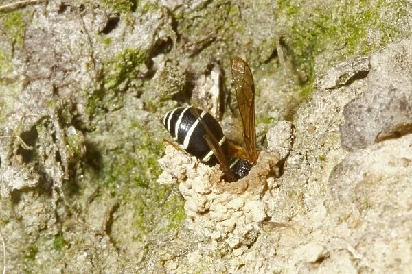 Fen Mason Wasp (Odynerus simillimus) adult, entering nest chimney, Sutton Fen RSPB Reserve, The Broads, Norfolk