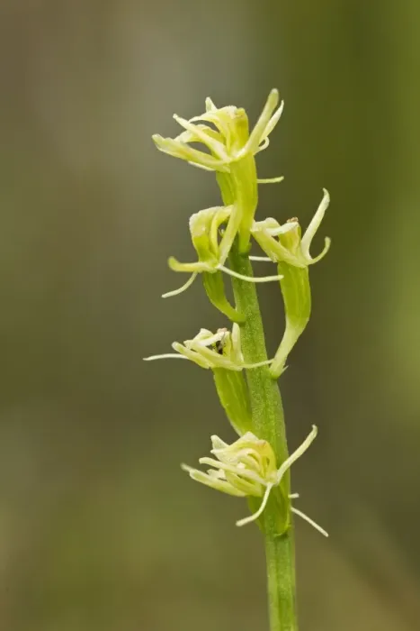 Framed Print : Fen Orchid (Liparis loeselii) close-up of flowerspike, Upton Fen, The Broads N. P. Norfolk, England, July