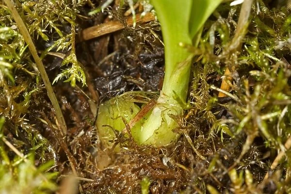 Fen Orchid (Liparis loeselii) showing bulb, Sutton Fen RSPB Reserve, The Broads, Norfolk, England, July