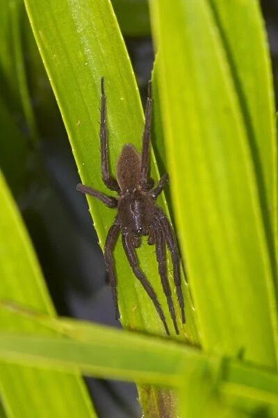Fen Raft Spider (Dolomedes plantarius) unstriped form, adult female, guarding summer nursery web