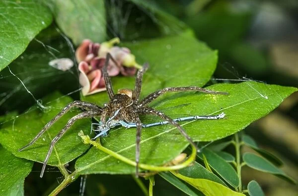 Fen Raft Spider (Dolomedes plantarius) adult female, feeding on damselfly prey, Alessandria Province, Piedmont, Italy