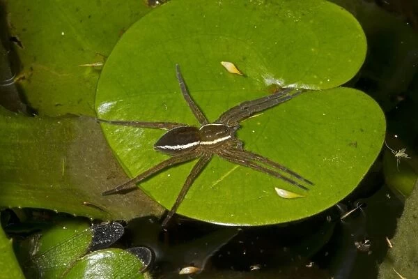 Fen Raft Spider (Dolomedes plantarius) adult, awaiting prey on frogbit leaf, at broadland relocation site, The Broads