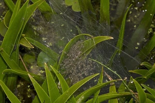 Fen Raft Spider (Dolomedes plantarius) babies, in summer nursery web, at broadland relocation site, The Broads