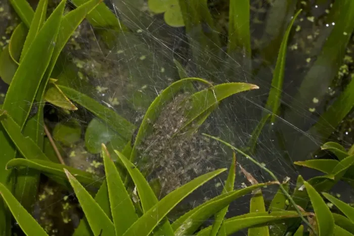 Framed Print : Fen Raft Spider (Dolomedes plantarius) babies, in summer nursery web, at broadland relocation site, The Broads Framed Print : Fen Raft Spider (Dolomedes plantarius) babies, in summer nursery web, at broadland relocation site, The Broads
