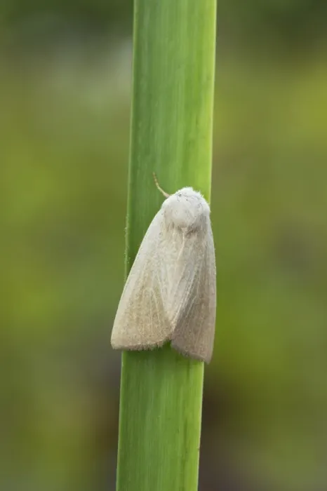 Framed Print : Fen Wainscot (Arenostola phragmitidis) adult, resting on leaf, Essex, England Framed Print : Fen Wainscot (Arenostola phragmitidis) adult, resting on leaf, Essex, England