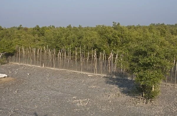 Fence to protect villagers from man-eating tigers, Sundarbans, Ganges Delta, West Bengal, India, March