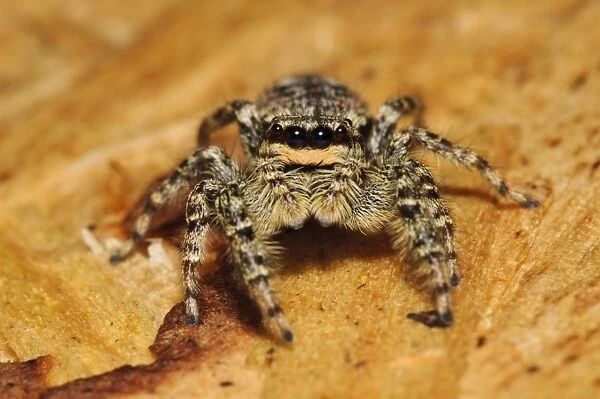 Fencepost Jumping Spider (Marpissa muscosa) adult, on bare wood of birdwatching hide, Rye Meads RSPB Reserve