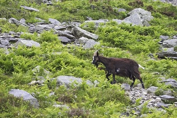 Feral Goat (Capra hircus) adult, walking on scree slope in dry valley, Valley of the Rocks, Lynton, Exmoor N. P. Devon, England