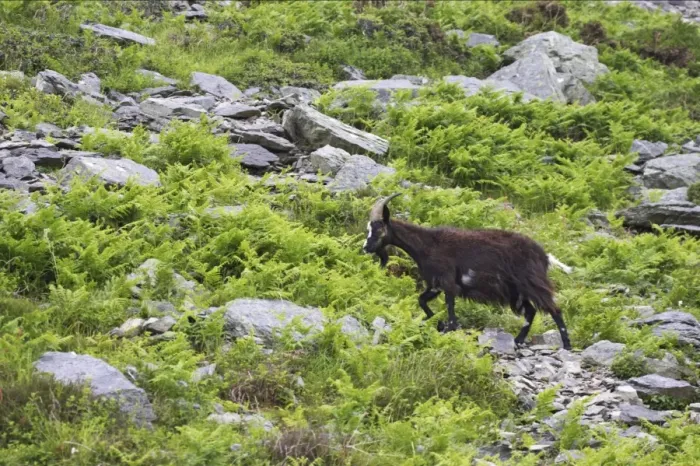 Framed Print : Feral Goat (Capra hircus) adult, walking on scree slope in dry valley, Valley of the Rocks, Lynton, Exmoor N. P. Devon, England Framed Print : Feral Goat (Capra hircus) adult, walking on scree slope in dry valley, Valley of the Rocks, Lynton, Exmoor N. P. Devon, England