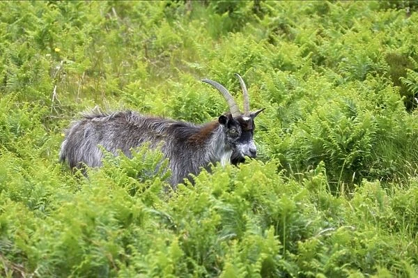 Feral Goat (Capra hircus) adult, standing amongst bracken in dry valley, Valley of the Rocks, Lynton, Exmoor N. P