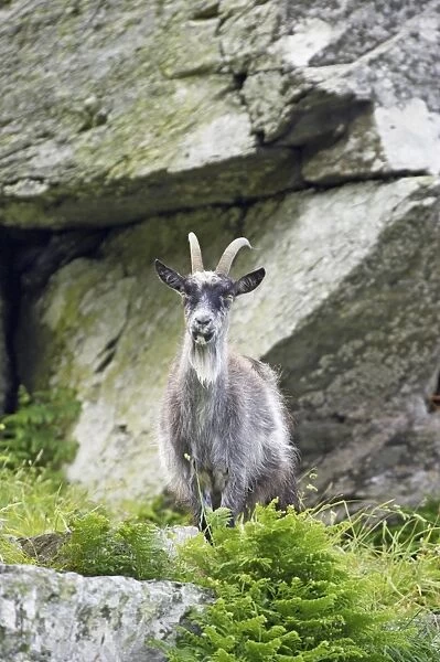 Feral Goat (Capra hircus) adult, standing amongst rocks in dry valley, Lynton, Valley of the Rocks, Lynton, Exmoor N. P