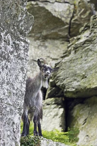 Feral Goat (Capra hircus) adult, standing amongst rocks in dry valley, Valley of the Rocks, Lynton, Exmoor N. P