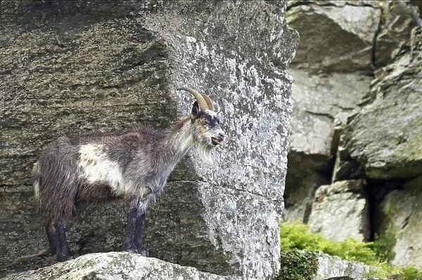 Feral Goat (Capra hircus) adult, standing on rocks in dry valley, Lynton, Valley of the Rocks, Lynton, Exmoor N. P