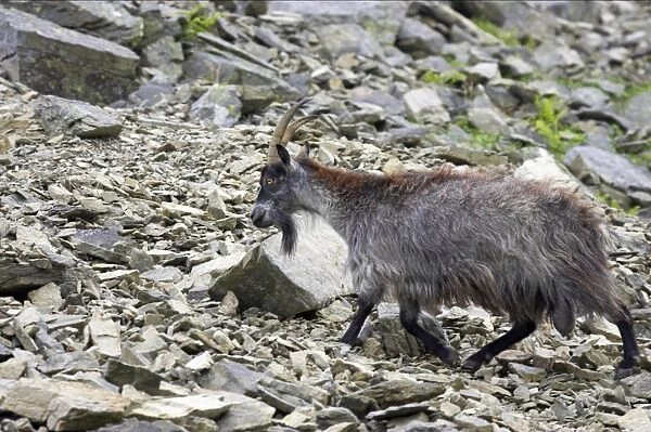 Feral Goat (Capra hircus) adult, walking on scree slope in dry valley, Valley of the Rocks, Lynton, Exmoor N. P