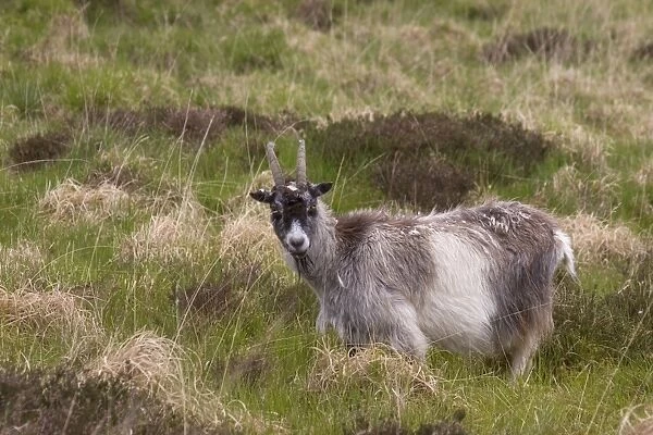 Feral Goat (Capra hircus) adult, grazing on moorland, near Caersphairn, Kirkcudbrightshire, Southern Uplands