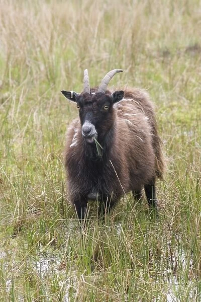 Feral Goat (Capra hircus) adult, grazing on wet moorland, near Caersphairn, Kirkcudbrightshire, Southern Uplands