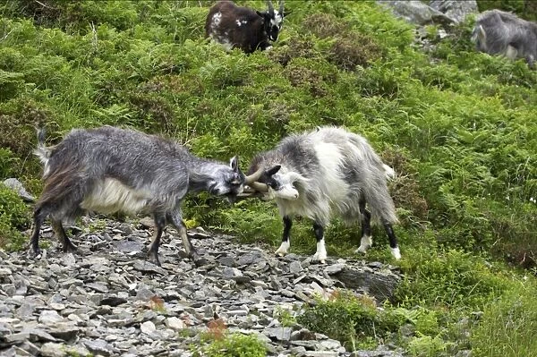 Feral Goat (Capra hircus) two adults, fighting on scree slope in dry valley, Valley of the Rocks, Lynton, Exmoor N. P