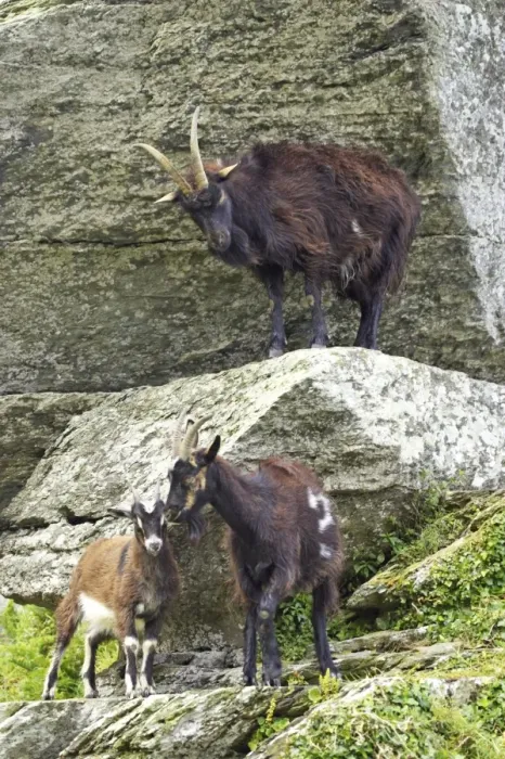 Framed Print : Feral Goat (Capra hircus) adults and young, standing on rocks in dry valley, Valley of the Rocks, Lynton, Exmoor N. P. Devon, England Framed Print : Feral Goat (Capra hircus) adults and young, standing on rocks in dry valley, Valley of the Rocks, Lynton, Exmoor N. P. Devon, England