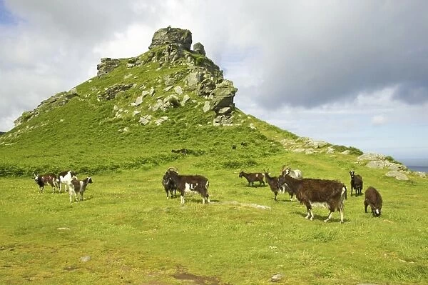 Feral Goat (Capra hircus) herd, standing in dry valley habitat, Lynton, Valley of the Rocks, Lynton, Exmoor N. P