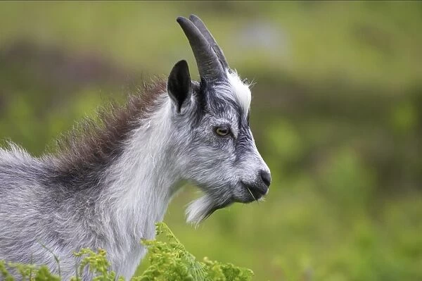 Feral Goat (Capra hircus) immature, close-up of head, feeding in dry valley, Lynton, Valley of the Rocks, Lynton, Exmoor N. P. Devon, England
