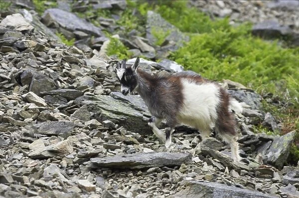 Feral Goat (Capra hircus) young, walking on scree slope in dry valley, Valley of the Rocks, Lynton, Exmoor N. P. Devon, England