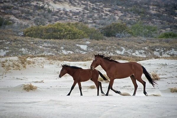 Feral Horse, mare and foal, trotting on beach, Cabo Frailes, Baja California Sur, Mexico, march