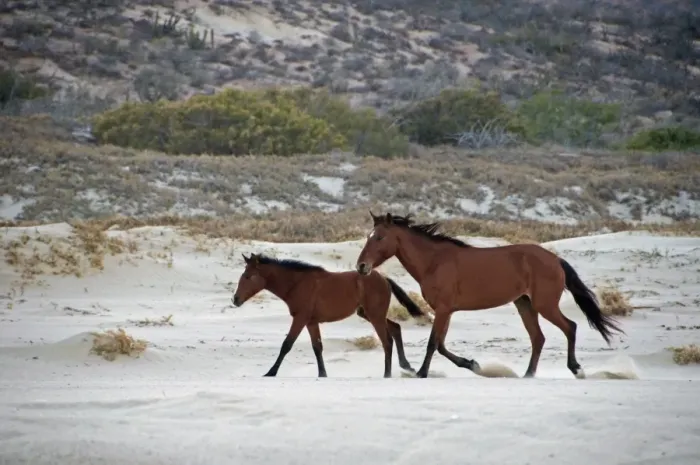 Framed Print : Feral Horse, mare and foal, trotting on beach, Cabo Frailes, Baja California Sur, Mexico, march Framed Print : Feral Horse, mare and foal, trotting on beach, Cabo Frailes, Baja California Sur, Mexico, march