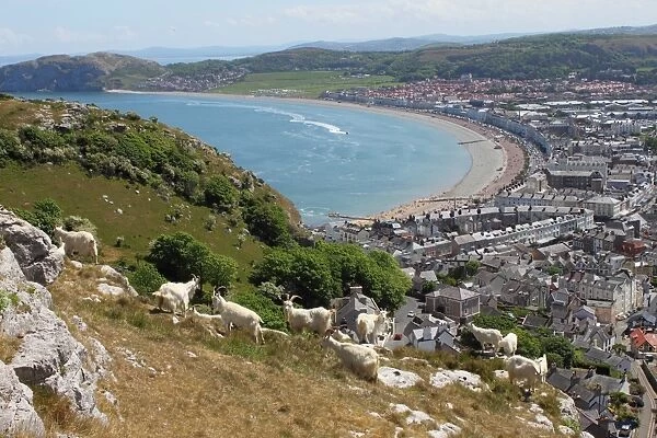 Feral Kashmir Goat (Capra hircus) flock, standing on limestone headland overlooking coastline and town, Great Orme
