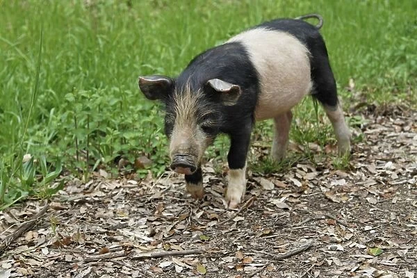 Feral Pig, piglet, foraging on mountain roadside verge, Corsica, France, April
