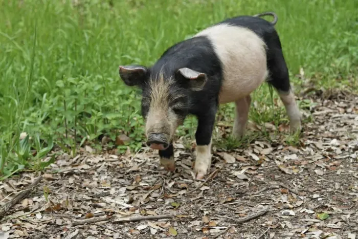 Framed Print : Feral Pig, piglet, foraging on mountain roadside verge, Corsica, France, April Framed Print : Feral Pig, piglet, foraging on mountain roadside verge, Corsica, France, April