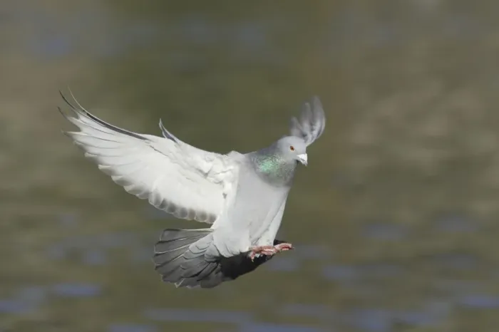 Framed Print : Feral Pigeon (Columba livia) adult, in flight, landing, Sussex, England Framed Print : Feral Pigeon (Columba livia) adult, in flight, landing, Sussex, England