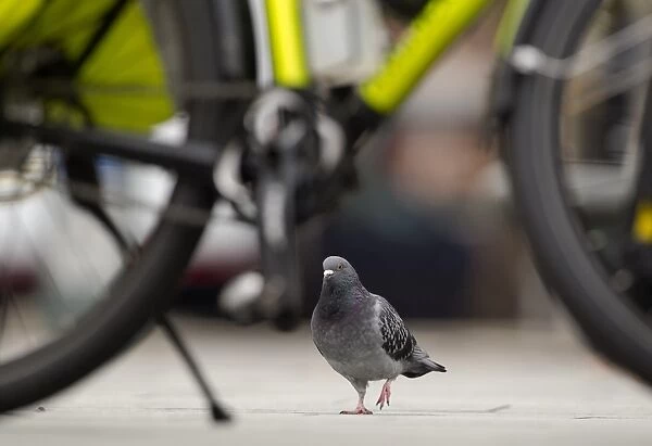 Feral Pigeon (Columba livia) adult, walking near bicycle in city, Sheffield, South Yorkshire, England, october