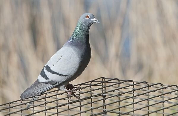Feral Pigeon (Columba livia) adult, perched on wire of protected birdfeeder, Lancashire, England, march