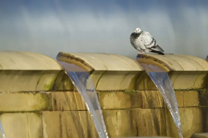 Framed Print : Feral Pigeon (Columba livia) adult, standing on fountain at city train station, Sheffield, South Yorkshire, England Framed Print : Feral Pigeon (Columba livia) adult, standing on fountain at city train station, Sheffield, South Yorkshire, England