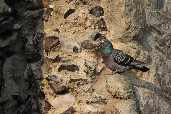 Framed Print : Feral Pigeon (Columba livia) adult, perched on cathedral, Norwich Cathedral, Norwich, Norfolk, England, June Framed Print : Feral Pigeon (Columba livia) adult, perched on cathedral, Norwich Cathedral, Norwich, Norfolk, England, June