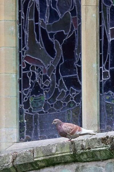 Feral Pigeon (Columba livia) adult, perched beside stained glass window on cathedral, Norwich Cathedral, Norwich