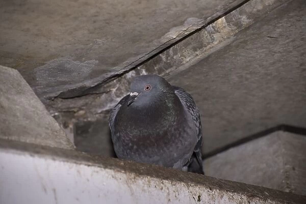 Feral Pigeon (Columba livia) adult, roosting under bridge, Regents Canal, Islington, Inner London, England, March