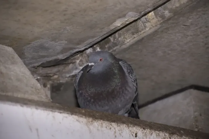 Framed Print : Feral Pigeon (Columba livia) adult, roosting under bridge, Regents Canal, Islington, Inner London, England, March Framed Print : Feral Pigeon (Columba livia) adult, roosting under bridge, Regents Canal, Islington, Inner London, England, March