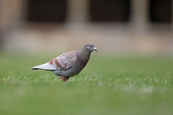 Feral Pigeon (Columba livia) adult, walking on grass beside cathedral, Norwich Cathedral, Norwich, Norfolk, England
