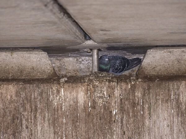 Feral Pigeon (Columba livia) adult, nesting under bridge, Regents Canal, Islington, Inner London, England, March
