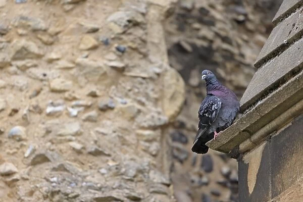 Feral Pigeon (Columba livia) adult, perched on cathedral, Norwich Cathedral, Norwich, Norfolk, England, June